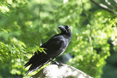 ファブル ネタバレ: なぜカラスはパンを盗むのか？